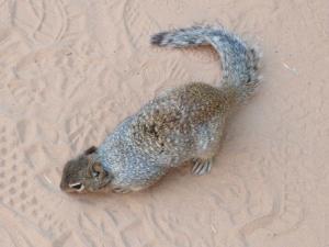 Ground Squirrel Zion National Park_Springdale Utah